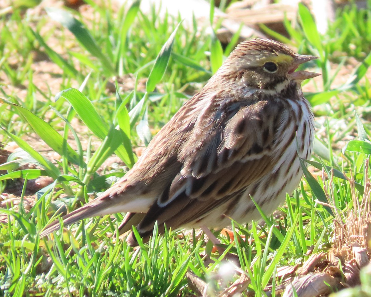 Savannah Sparrow - ML614167602