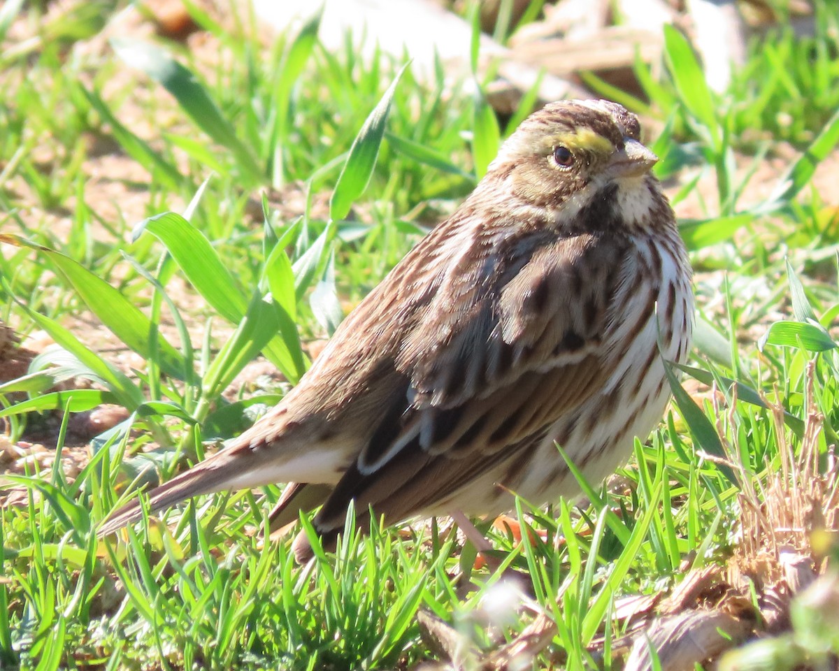 Savannah Sparrow - ML614167603