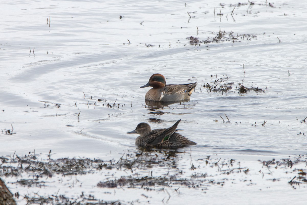 Green-winged Teal - ML614167776