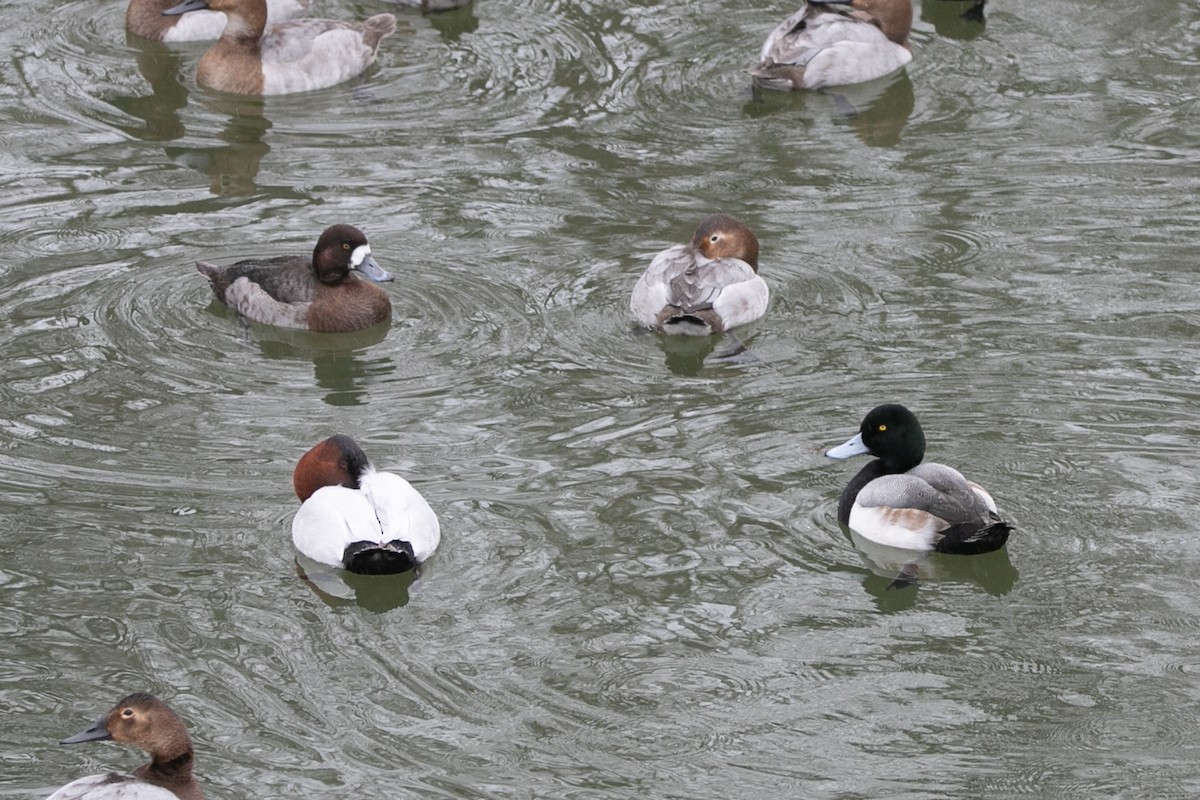 Greater Scaup - ML614167896