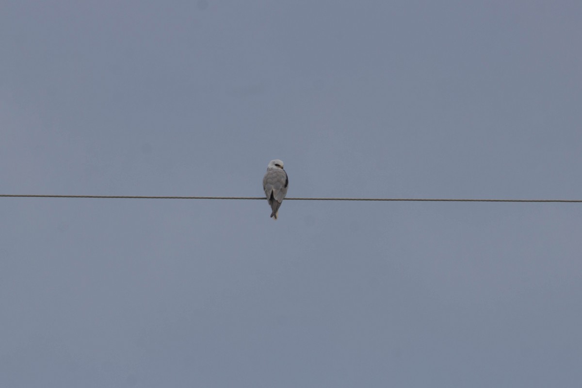 White-tailed Kite - ML614168218