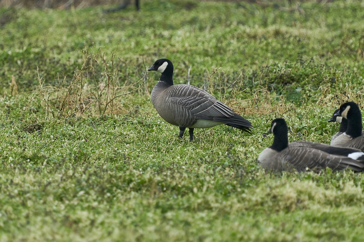 Canada Goose (occidentalis/fulva) - ML614168272