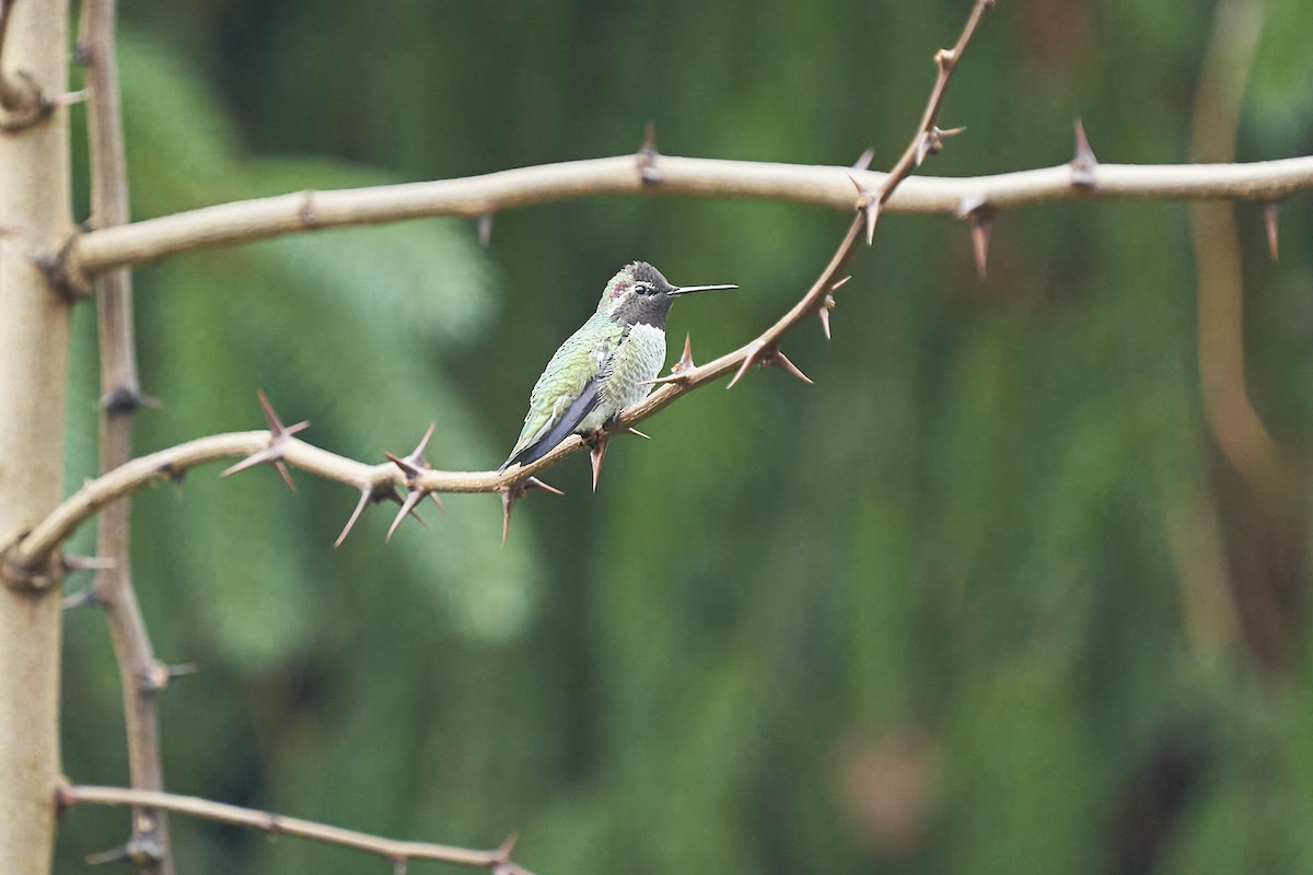 Anna's Hummingbird - ML614168292