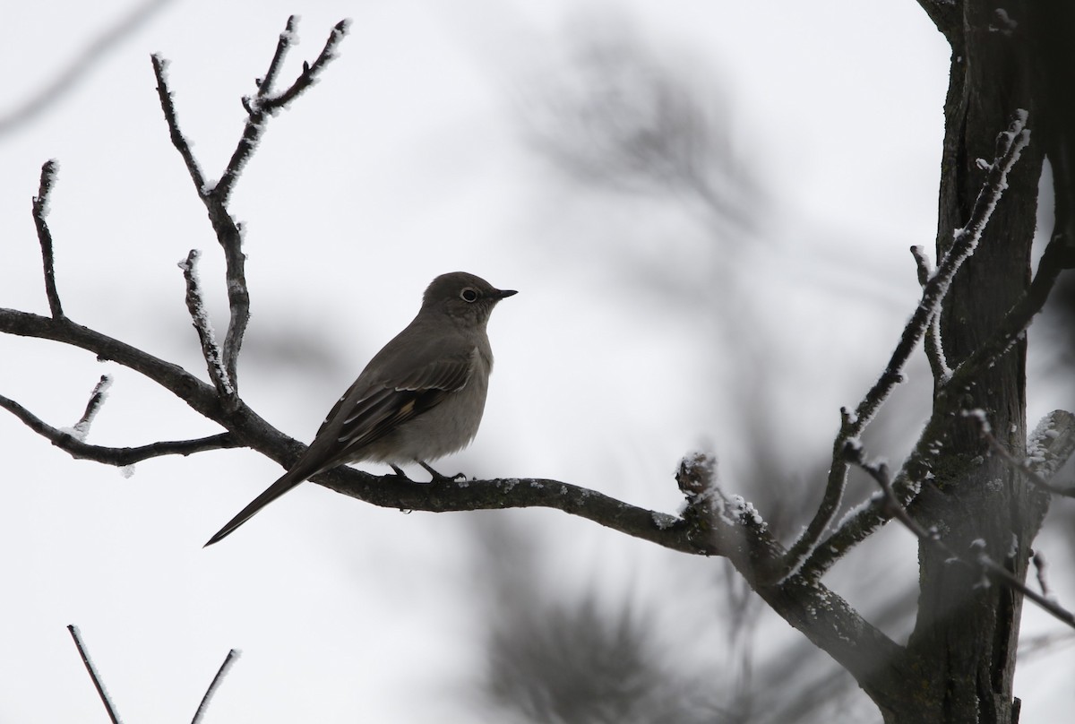 Townsend's Solitaire - ML614168352