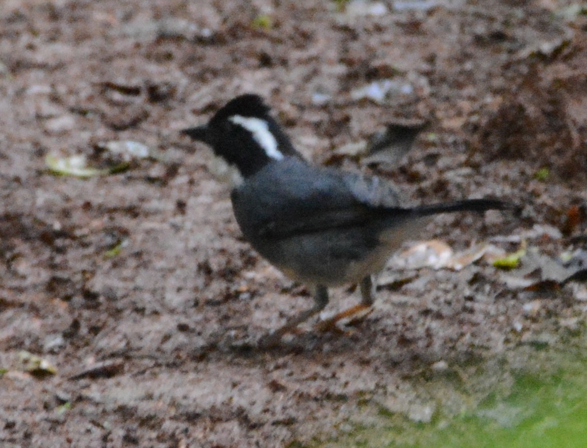 Black-capped Sparrow - ML614168372