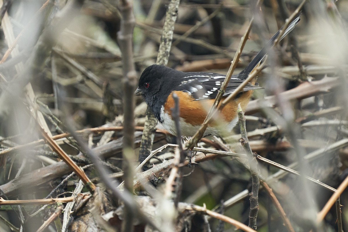 Spotted Towhee - ML614168385
