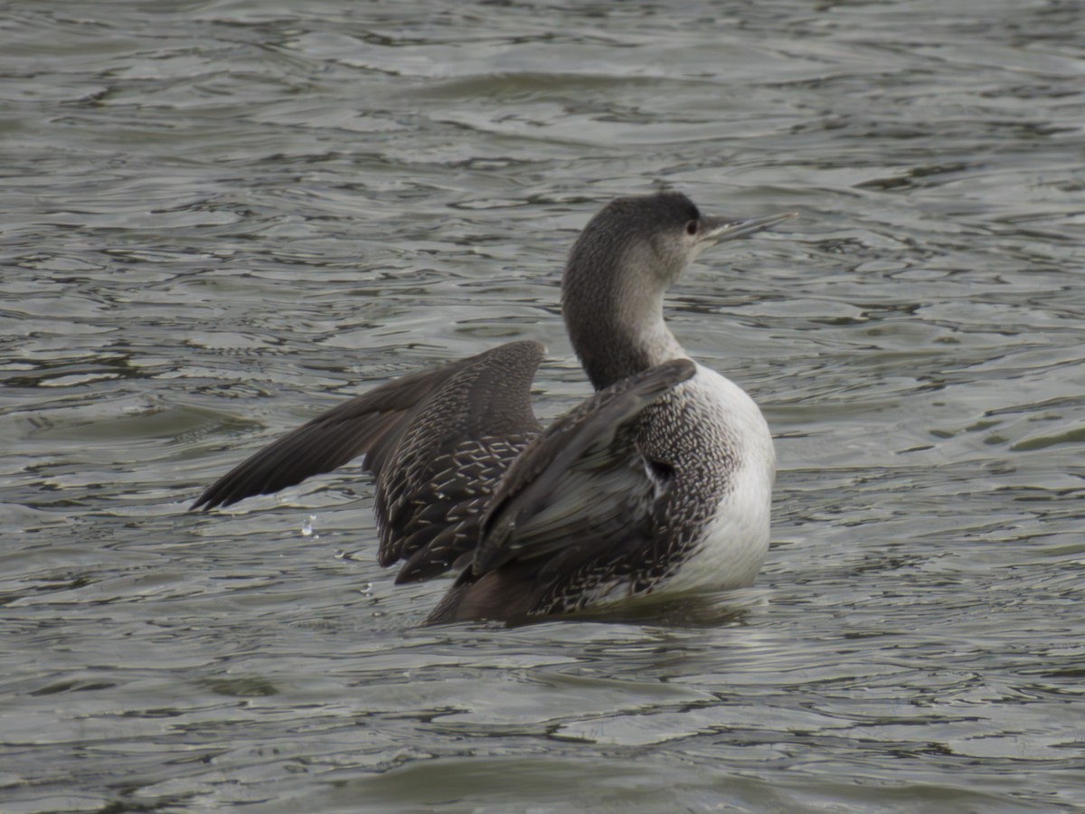 Red-throated Loon - ML614168405