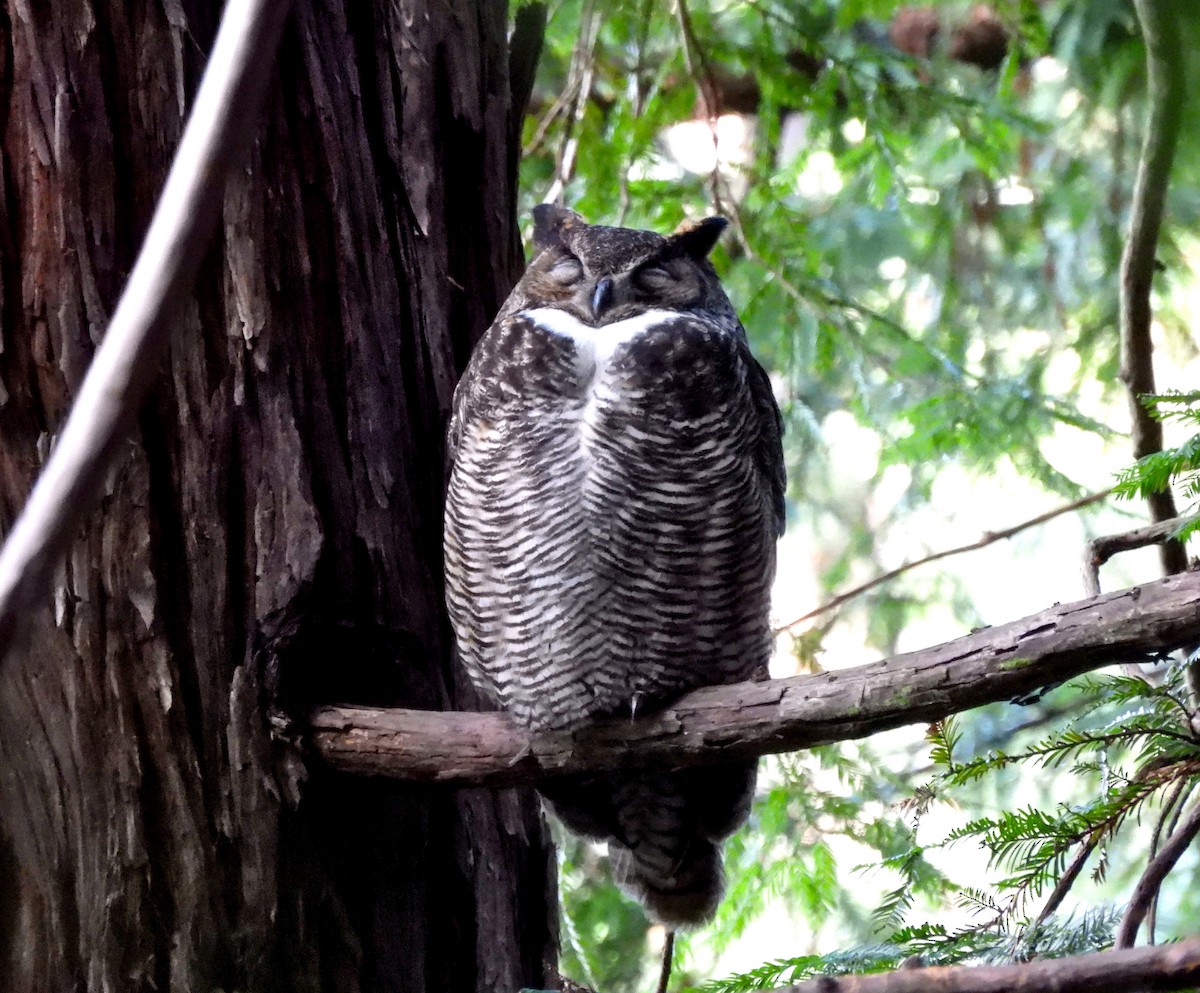 Great Horned Owl - ML614168496