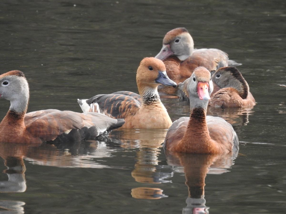 Fulvous Whistling-Duck - Timothy Guida