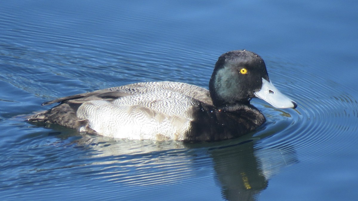 Greater Scaup - ML614168544
