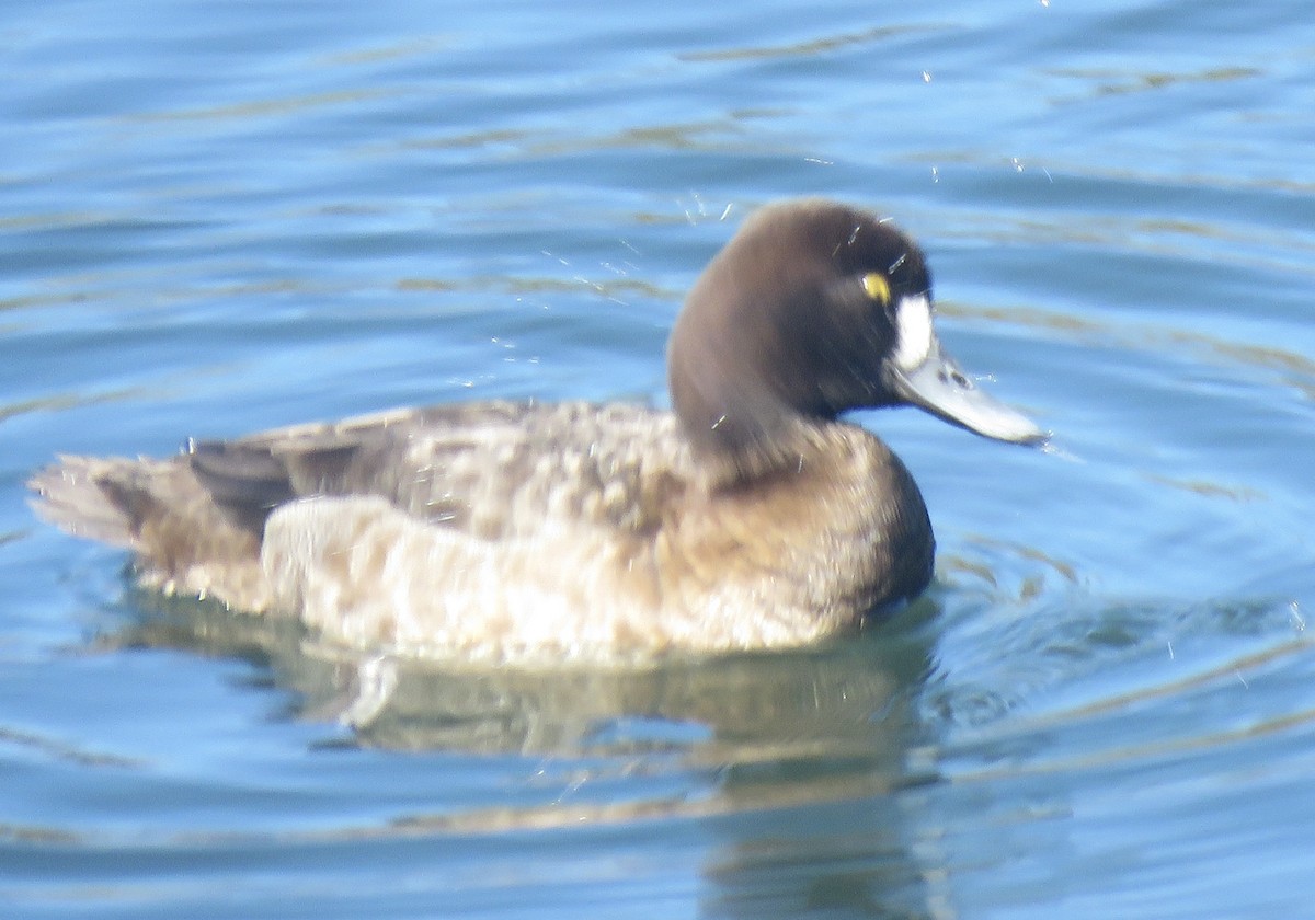Greater Scaup - ML614168576
