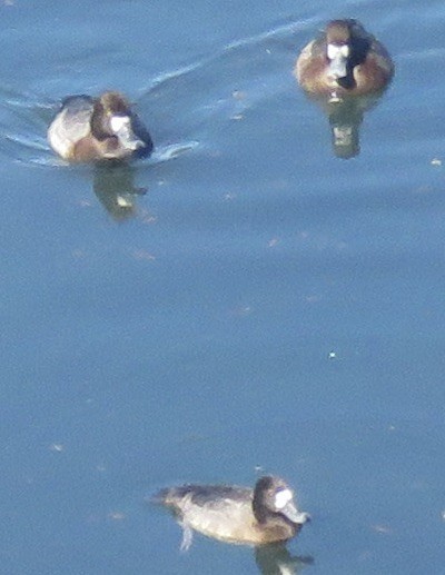 Greater Scaup - ML614168595