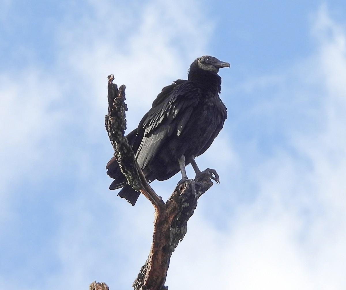 Black Vulture - ML614168634