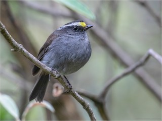  - Crowned Chat-Tyrant (Crowned)