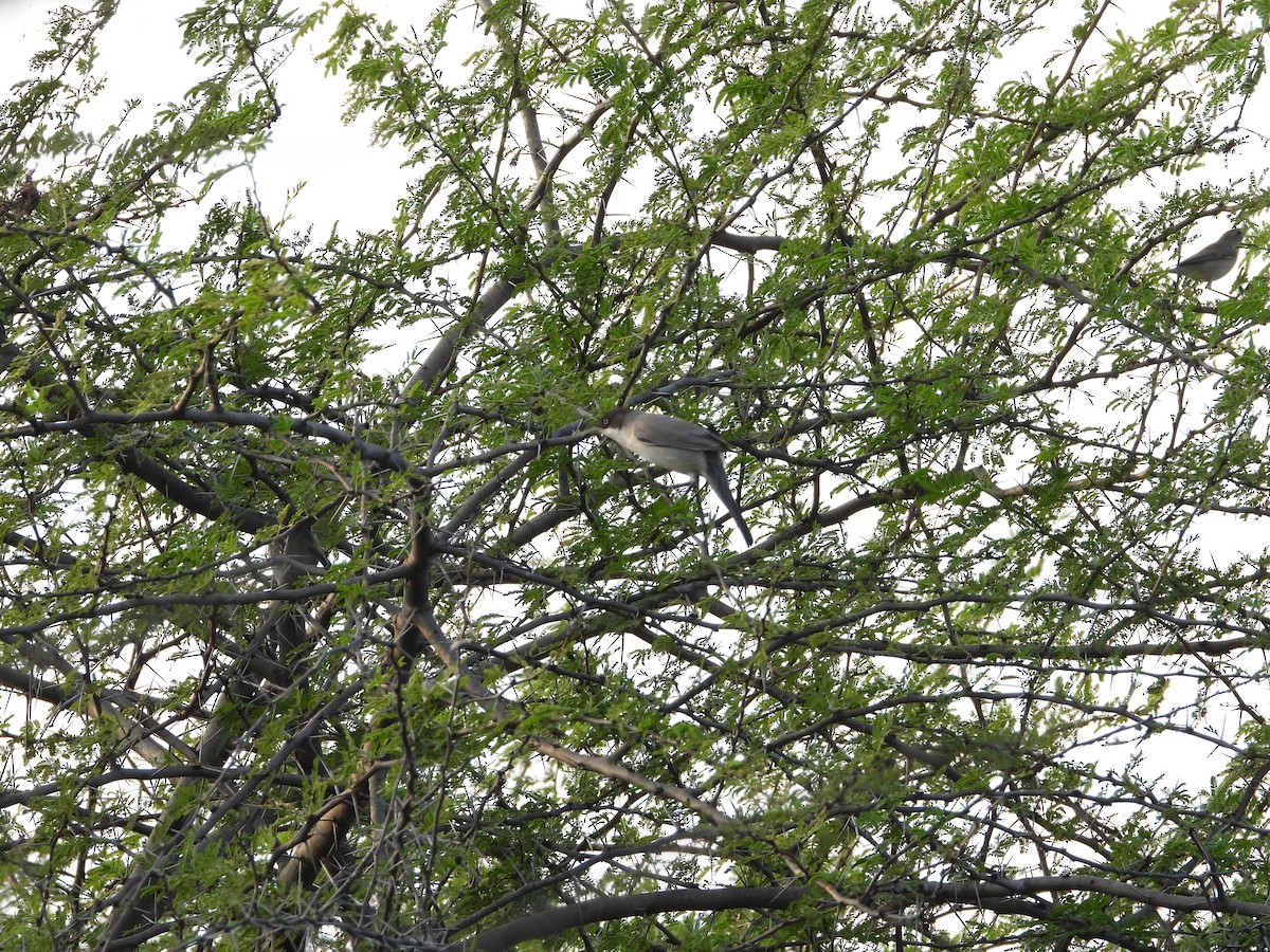 Eastern Orphean Warbler - Sivakumar Ramasamy
