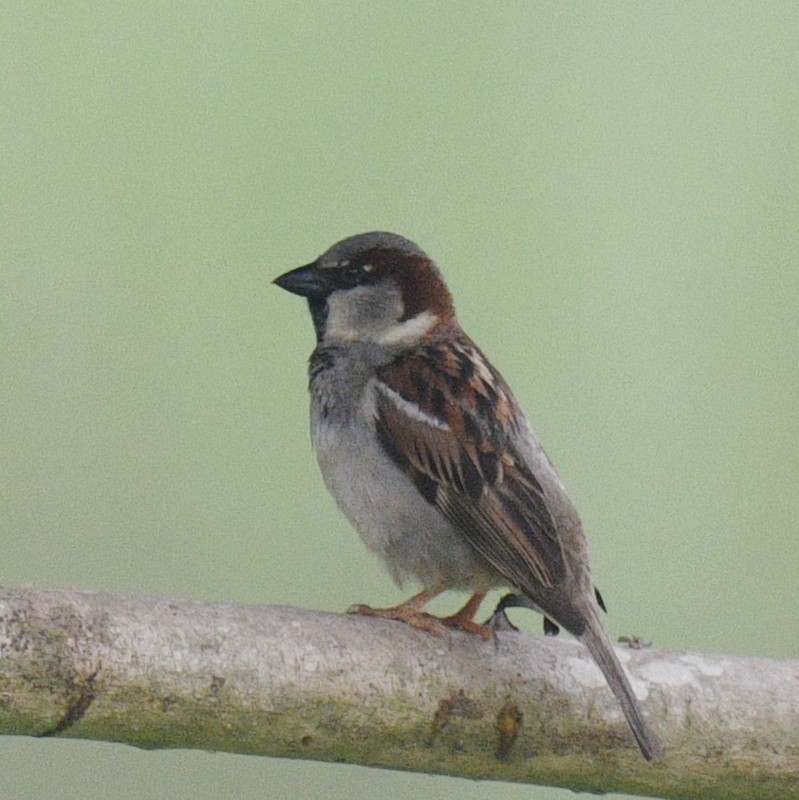 House Sparrow - ML614169120