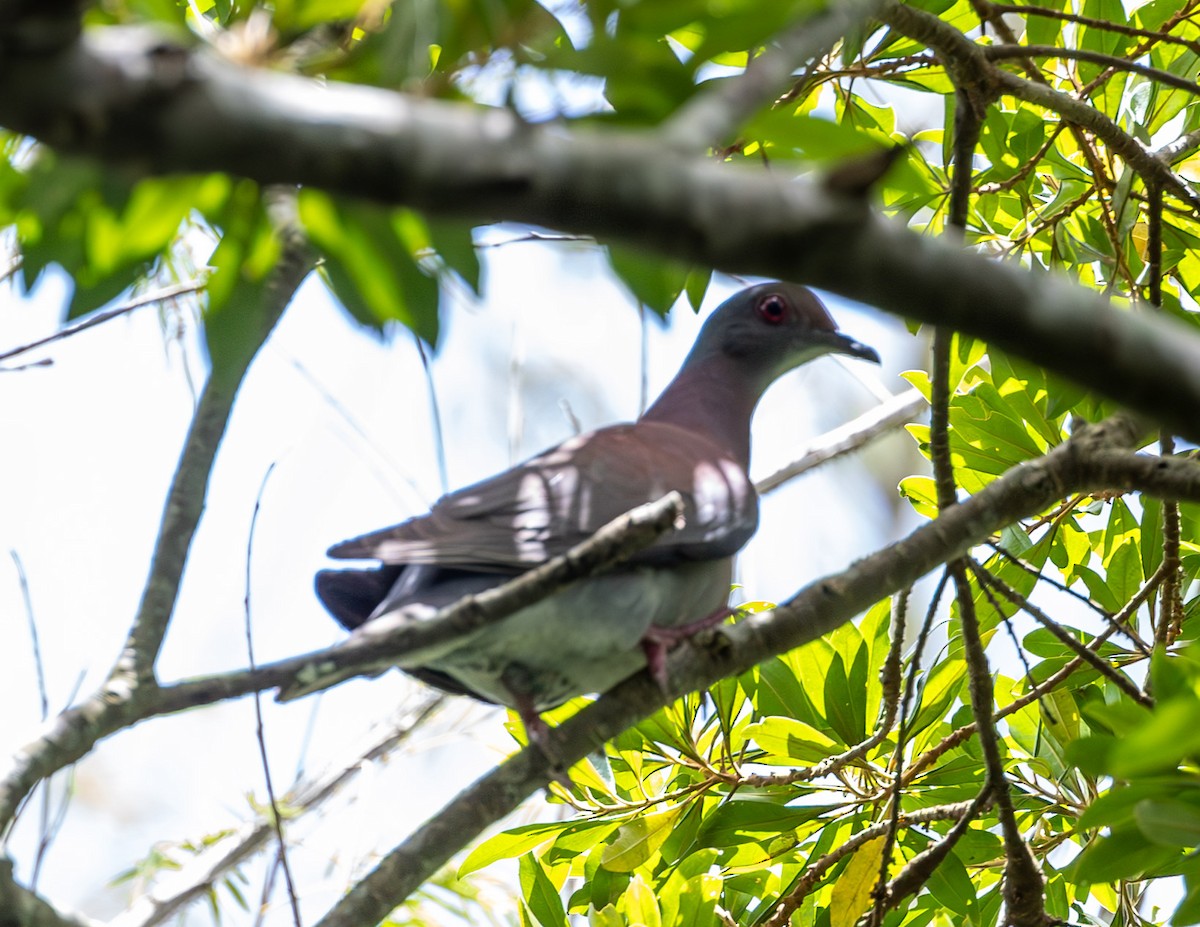 Pale-vented Pigeon - Clarisse Odebrecht