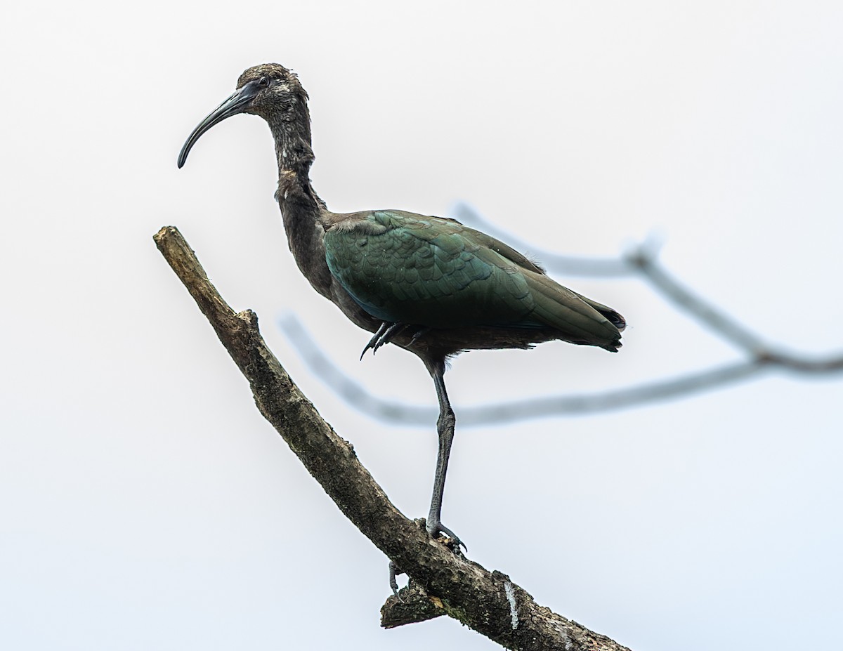 ibis americký - ML614169316