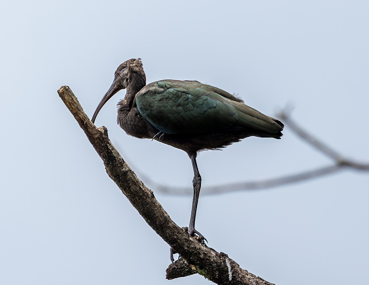 ibis americký - ML614169317