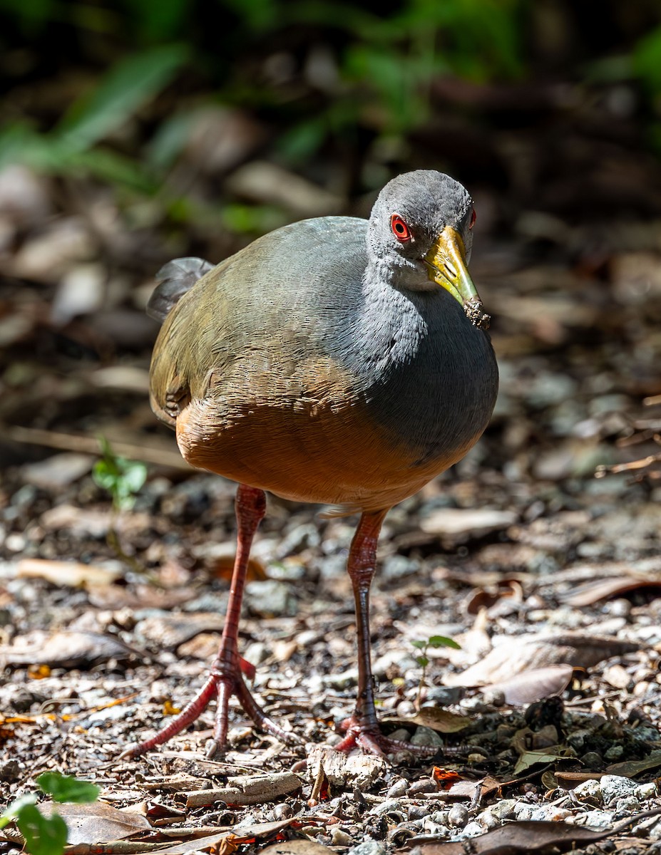 Gray-cowled Wood-Rail - Clarisse Odebrecht