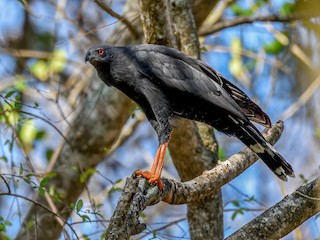 Crane Hawk - Geranospiza caerulescens - Birds of the World