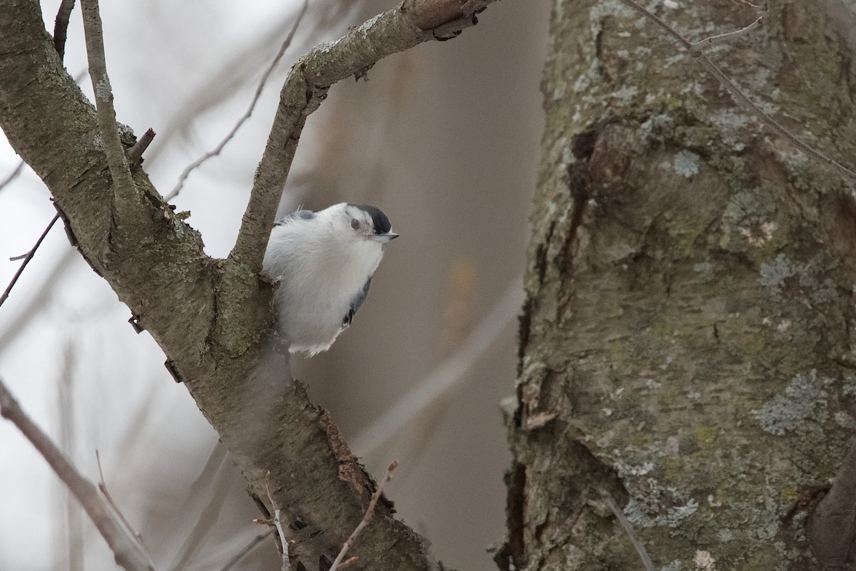White-breasted Nuthatch - ML614169544