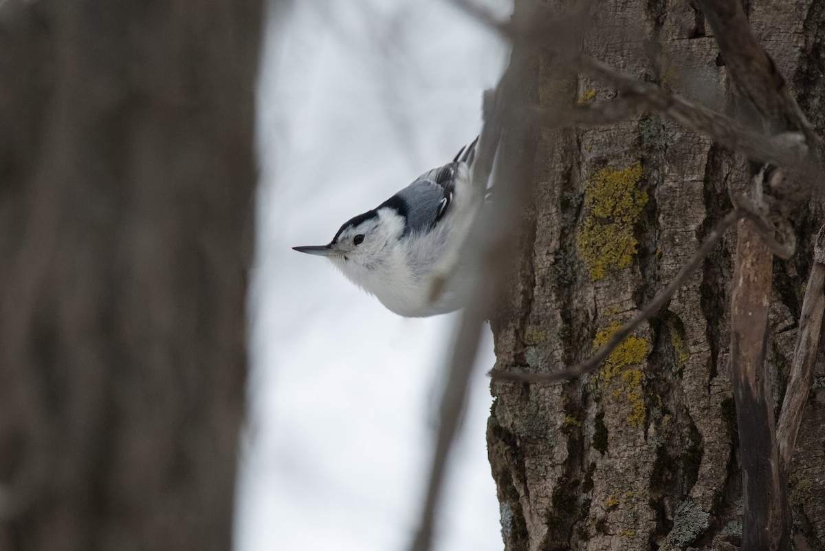White-breasted Nuthatch - ML614169545