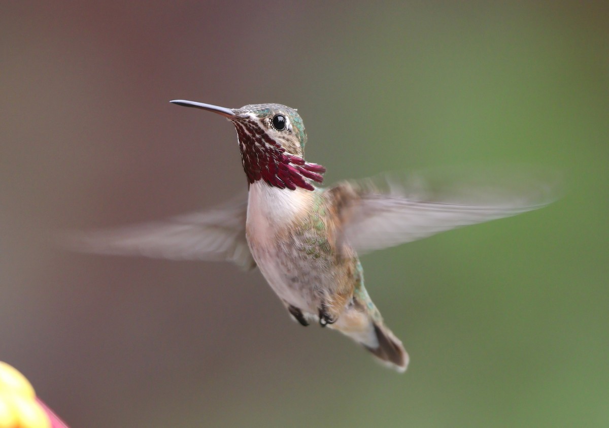 Calliope Hummingbird - ML614169590