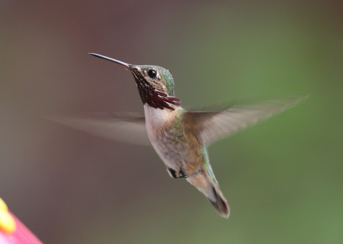 Calliope Hummingbird - ML614169593