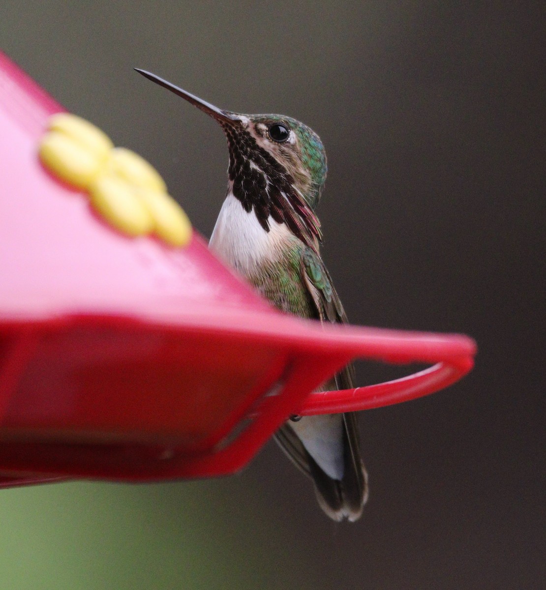 Calliope Hummingbird - ML614169594