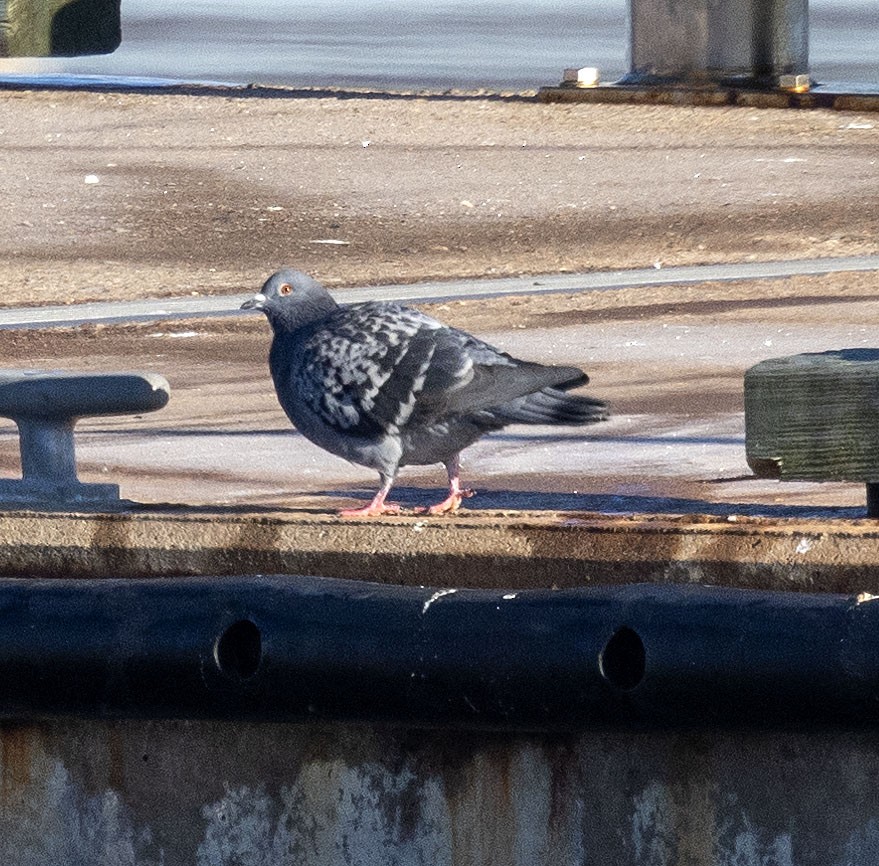 Rock Pigeon (Feral Pigeon) - ML614169618