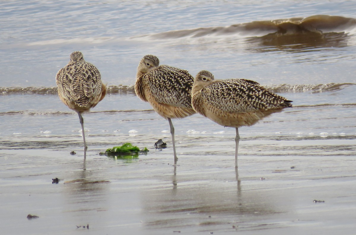 Long-billed Curlew - ML614169860