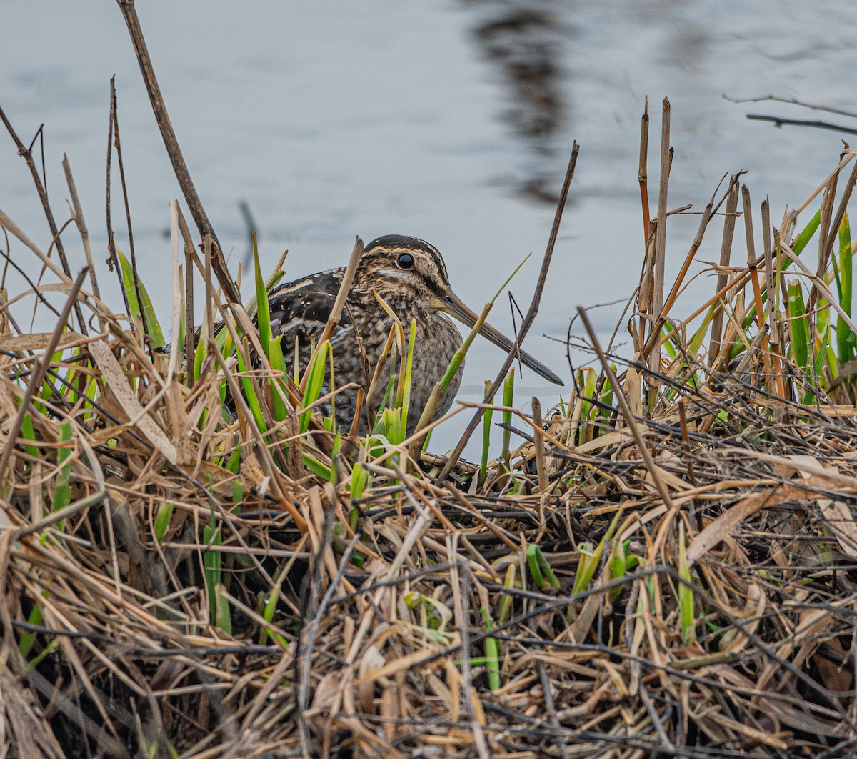 EBird Checklist 29 Jan 2024 Richmond Dyke At Francis Rd 9 Species