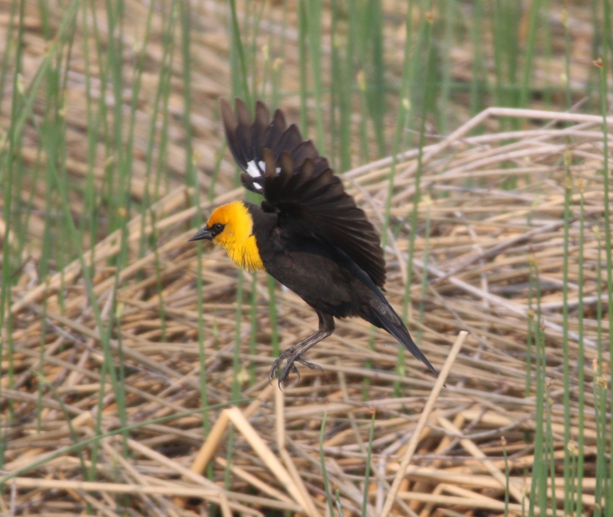 Yellow-headed Blackbird - ML614169982