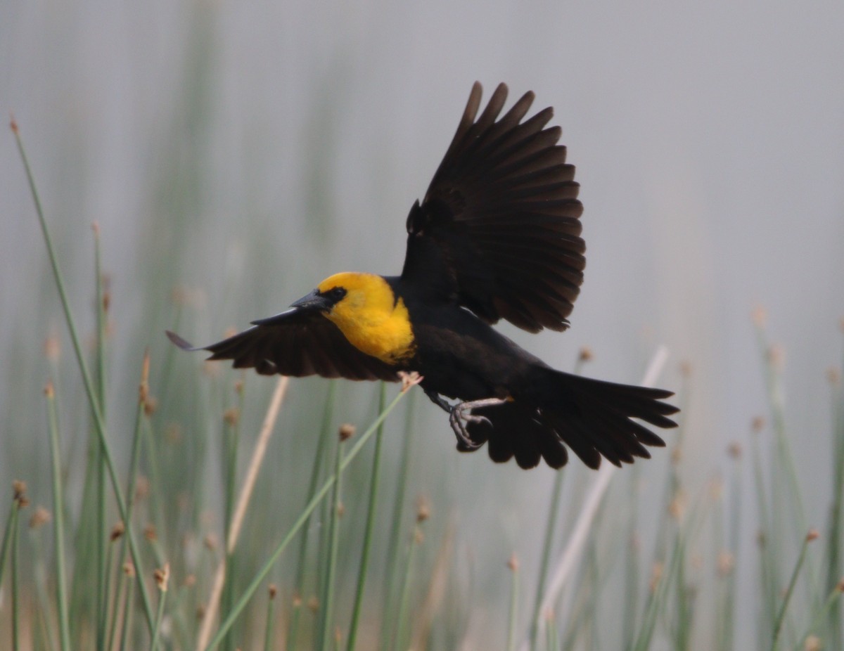 Yellow-headed Blackbird - Liam Ragan