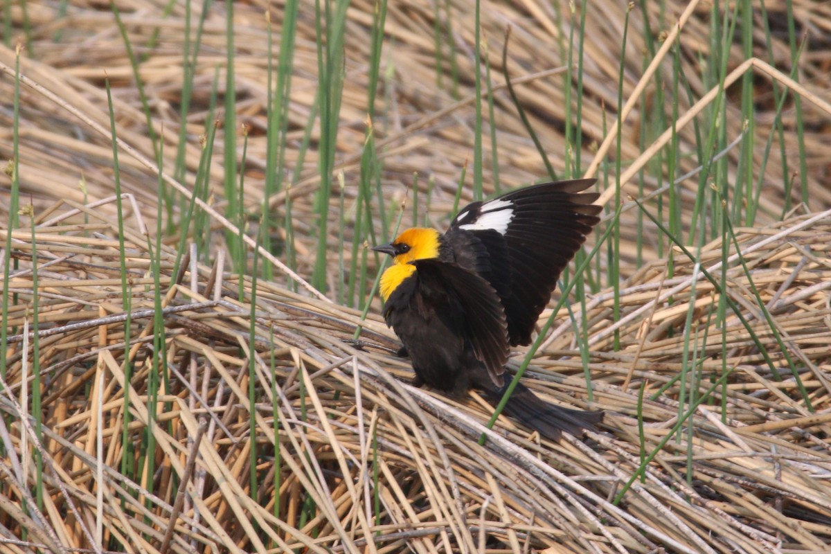 Yellow-headed Blackbird - ML614169984