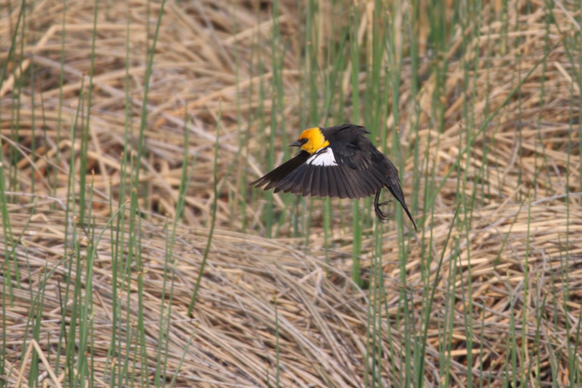 Yellow-headed Blackbird - ML614169985