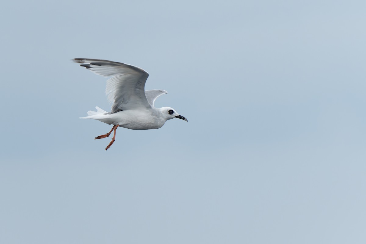 Swallow-tailed Gull - ML614170037