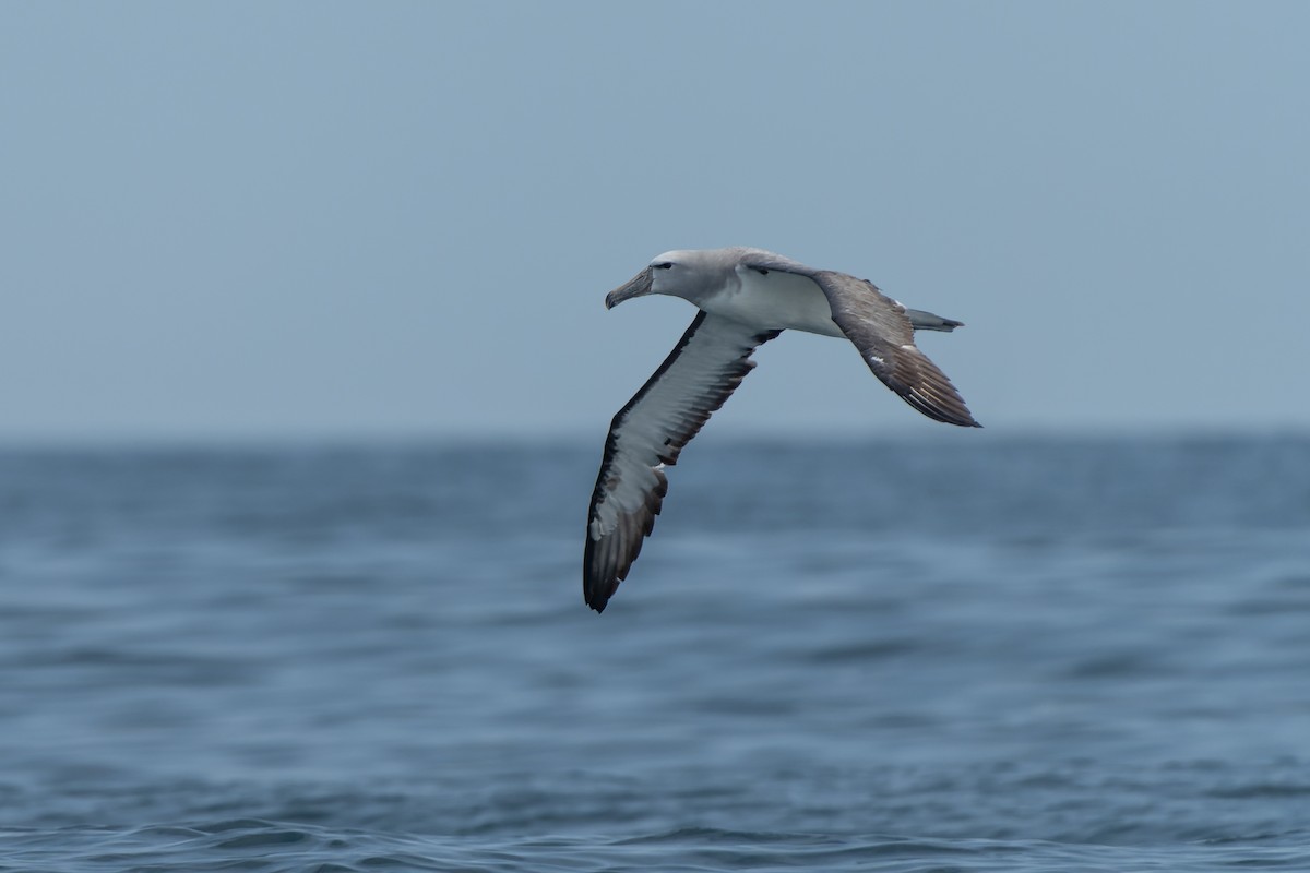 Salvin's Albatross - Francisco Castro Escobar