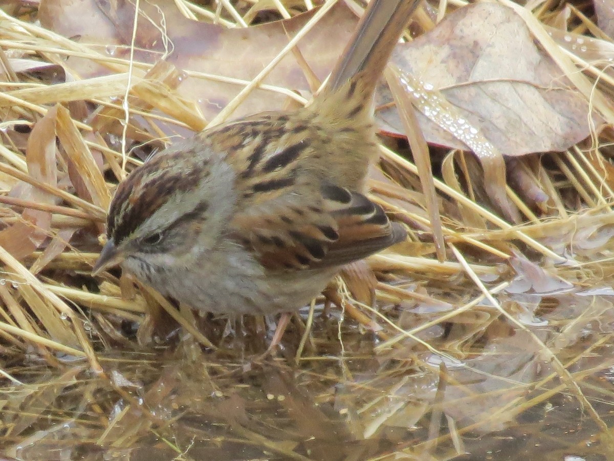 Swamp Sparrow - ML614170411