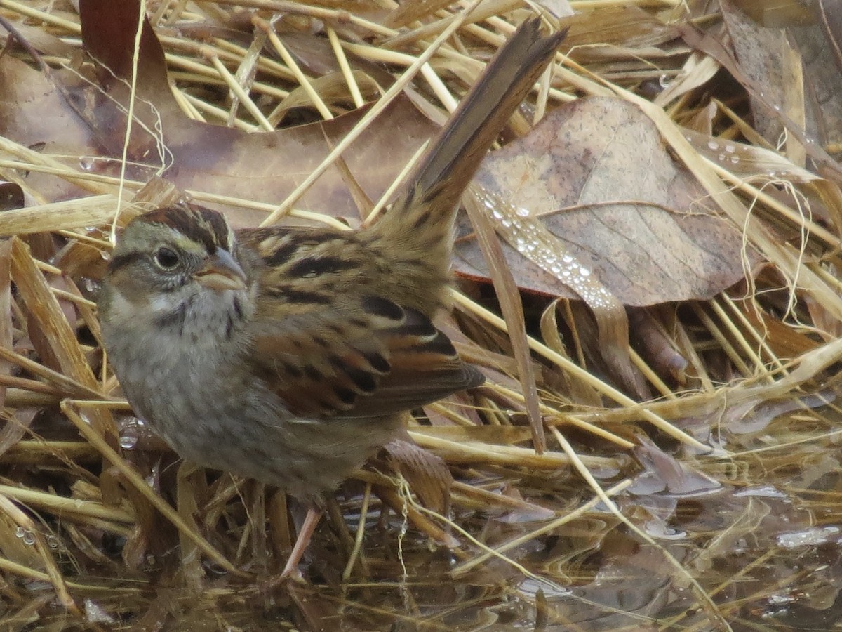 Swamp Sparrow - ML614170415
