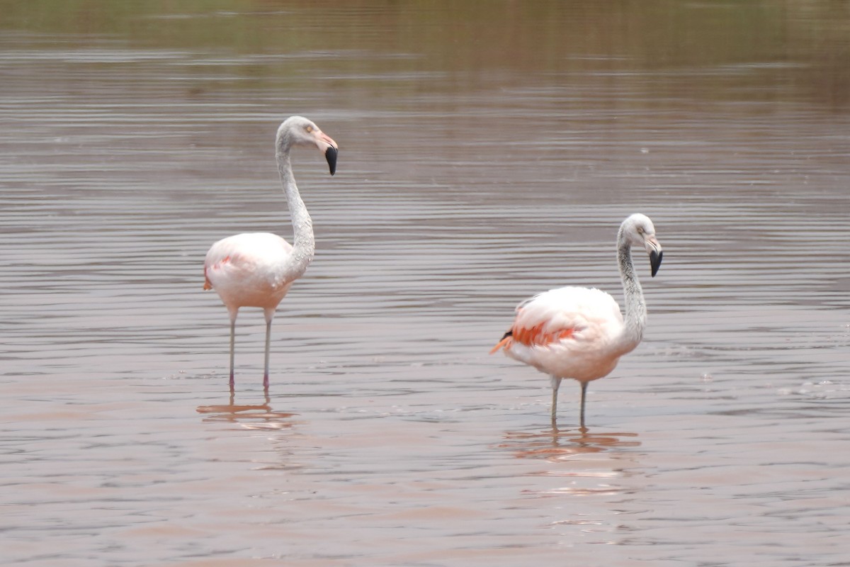 Şili Flamingosu - ML614170427