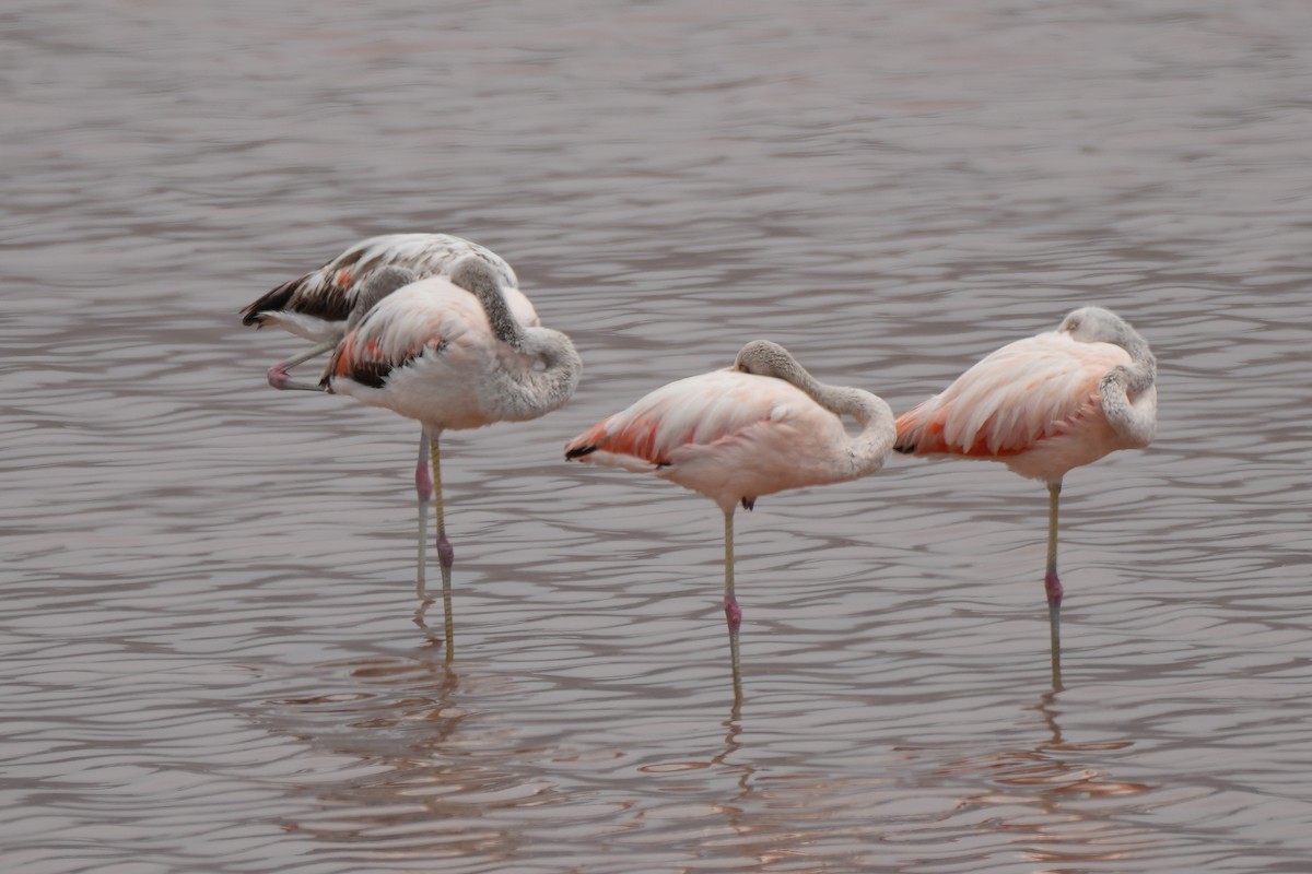 Şili Flamingosu - ML614170428