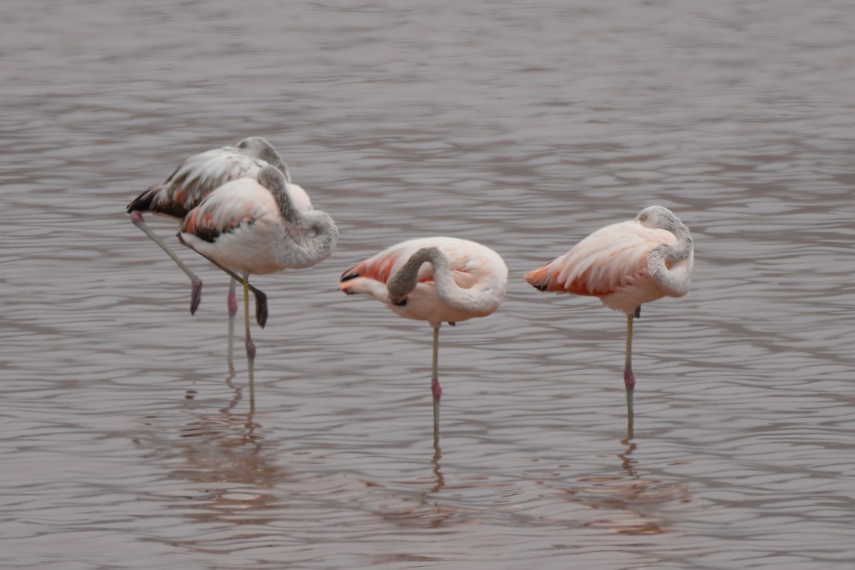 Chilean Flamingo - ML614170429