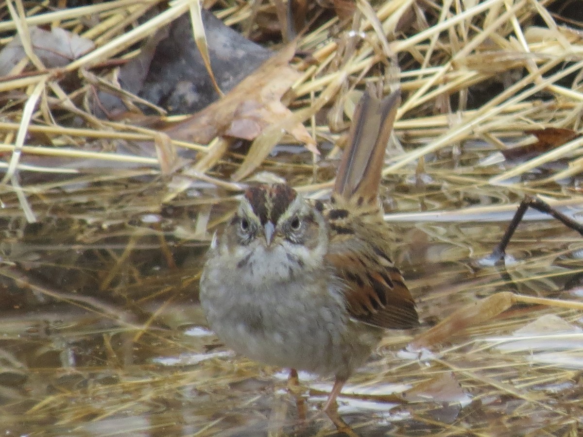 Swamp Sparrow - ML614170467