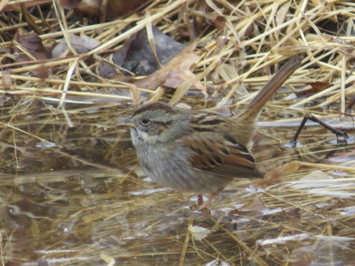 Swamp Sparrow - ML614170490