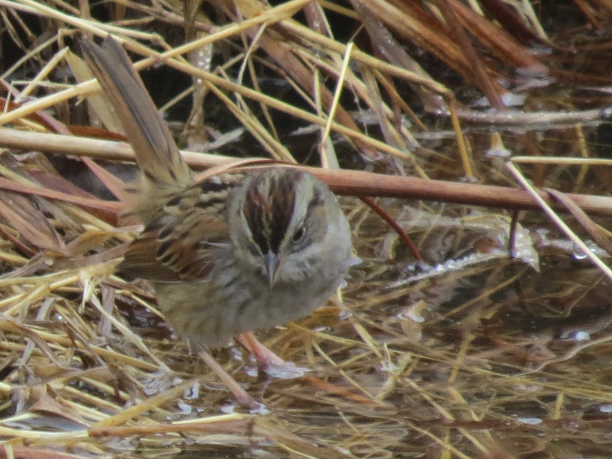 Swamp Sparrow - ML614170547