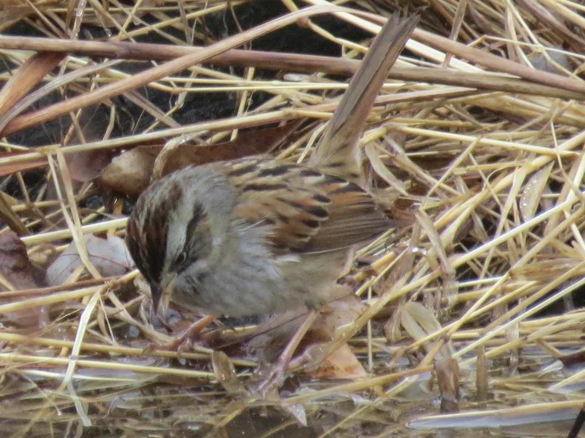Swamp Sparrow - ML614170560