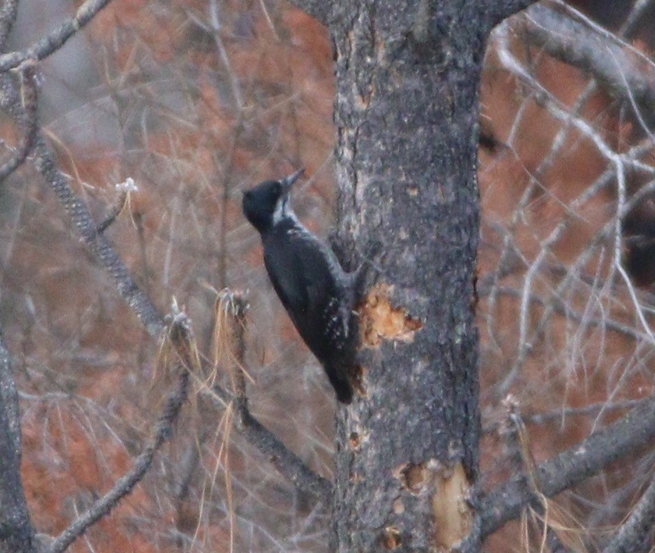 Black-backed Woodpecker - ML614170973