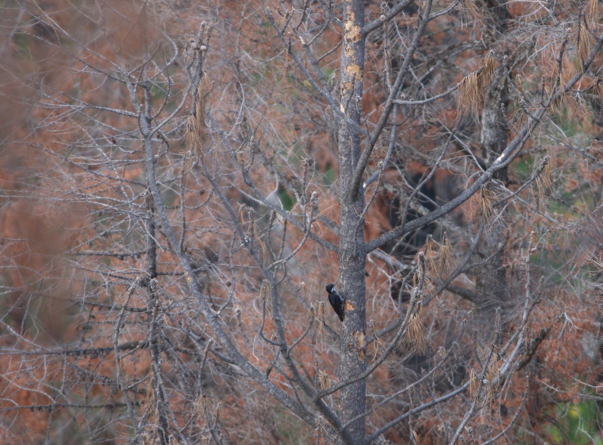 Black-backed Woodpecker - ML614170974
